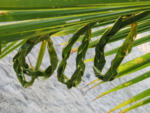 Leaf braids